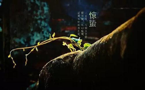 皇尚吉祥馄饨面惊蛰